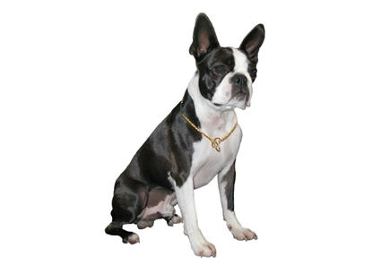 Picture of Show Tech Snake Chain Gold – Elegant Dog Show Chain